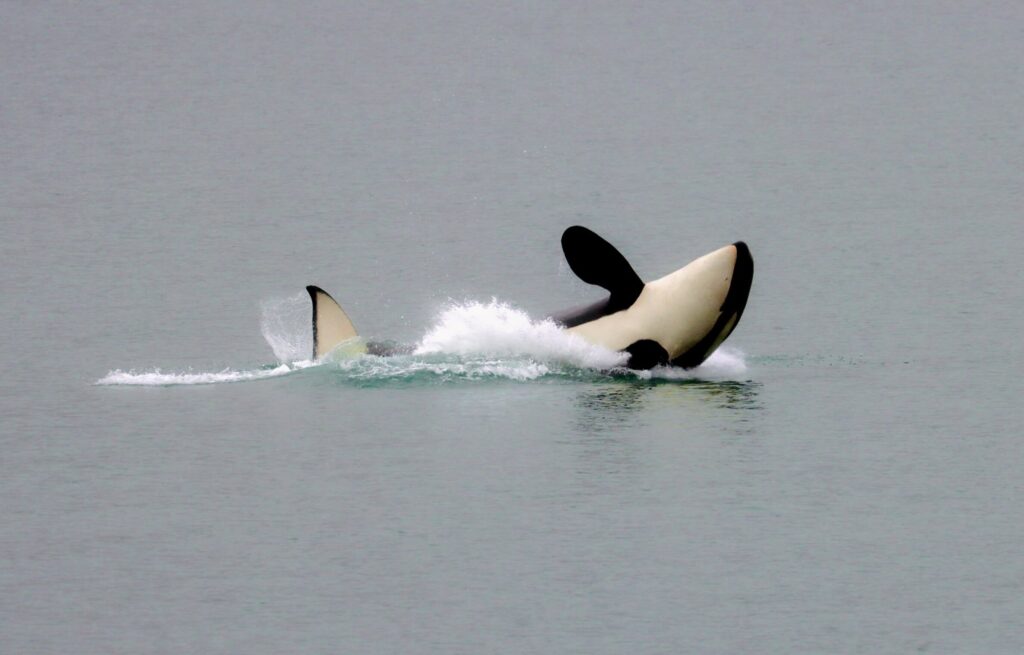 things to do in Glacier Bay National Park, Alaska - view orcas