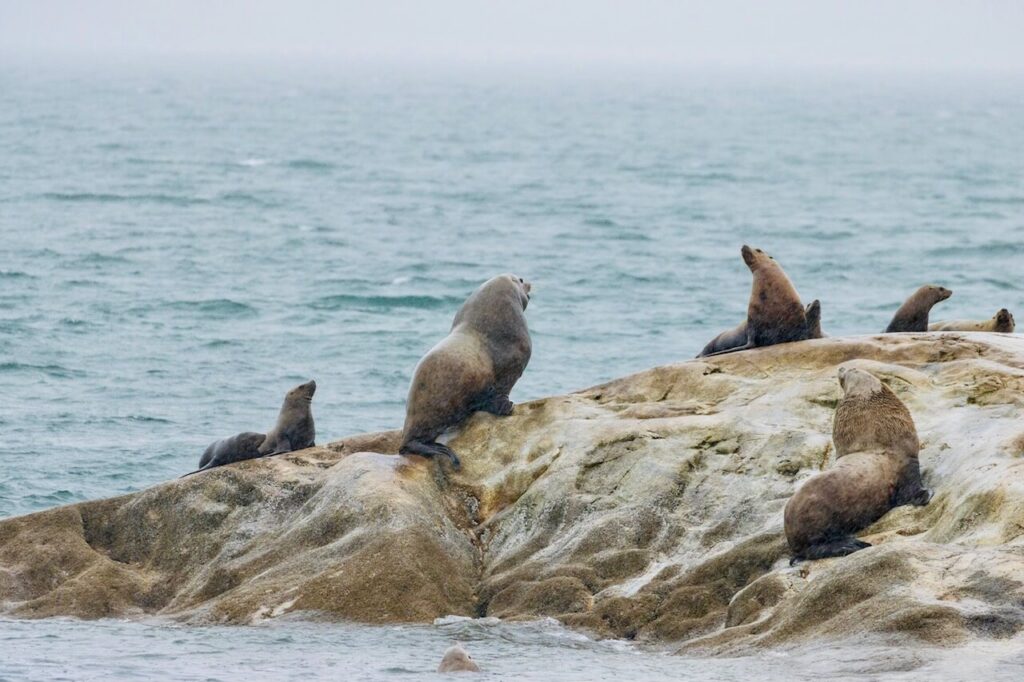 Glacier Bay National Park in Alaska - sea lions