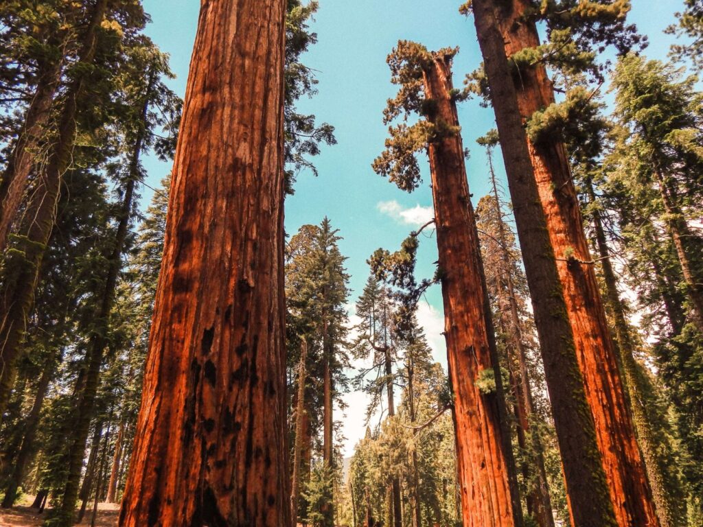 sequoia national park california