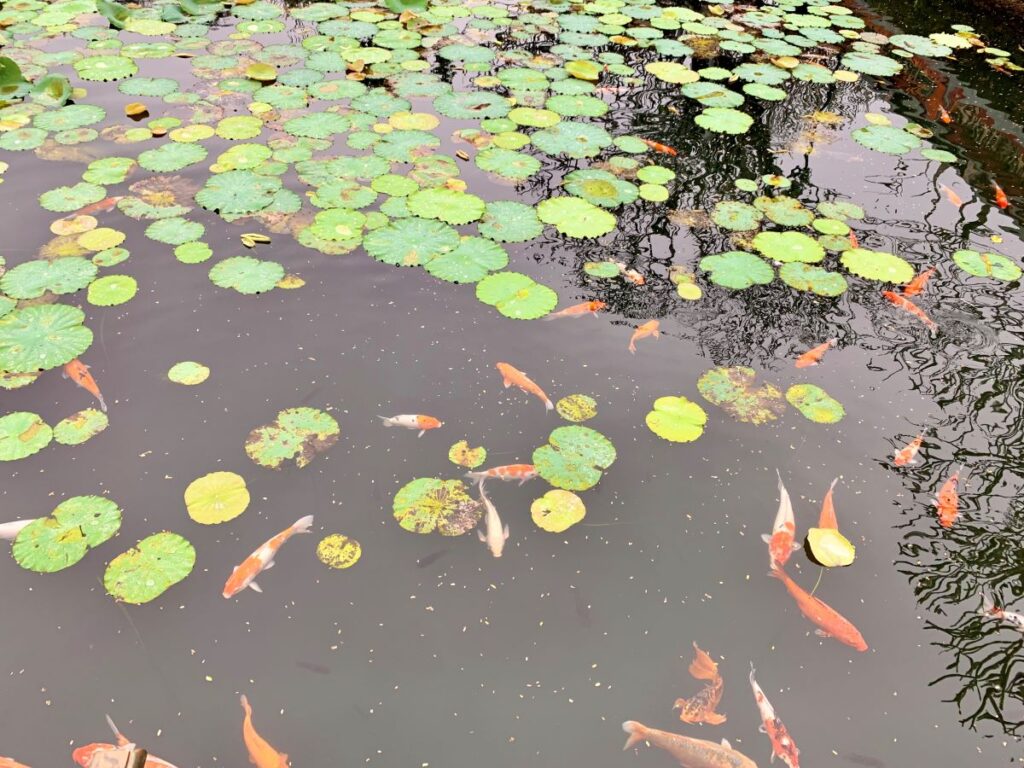 vietnamese new year traditions koi fish