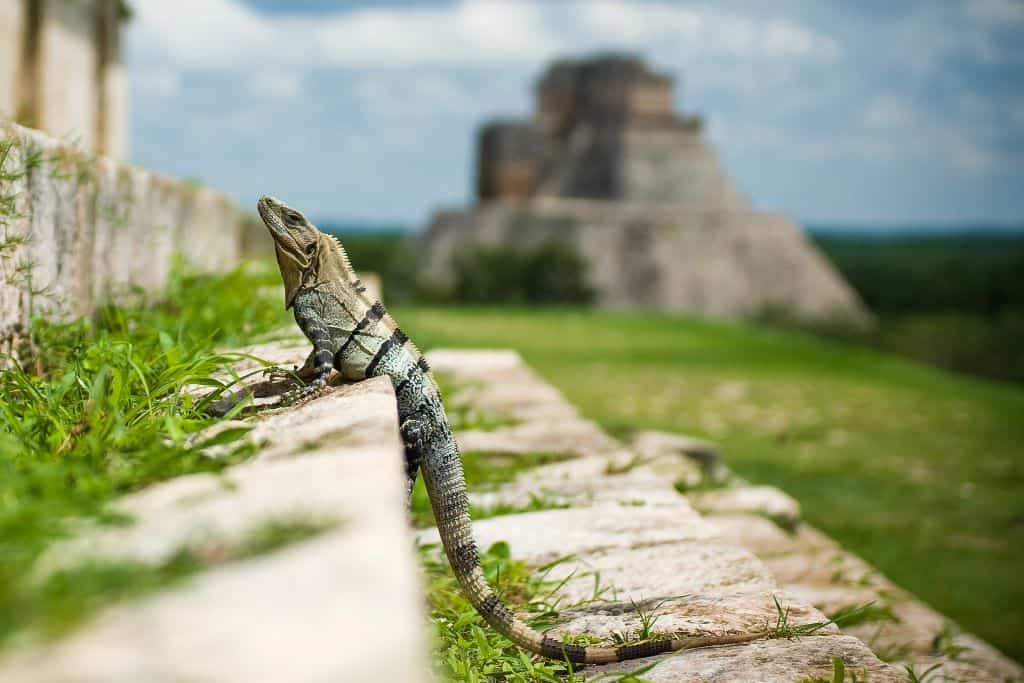 don't forget to check out iguanas in Hidalgo Mexico