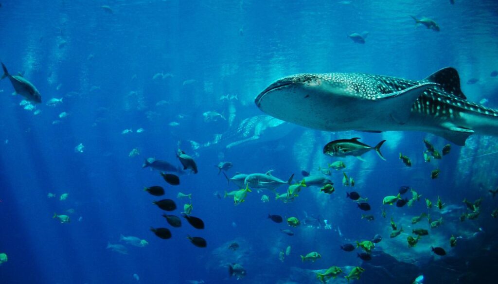 Is September a good time to go to Cancun? Yes for whale sharks