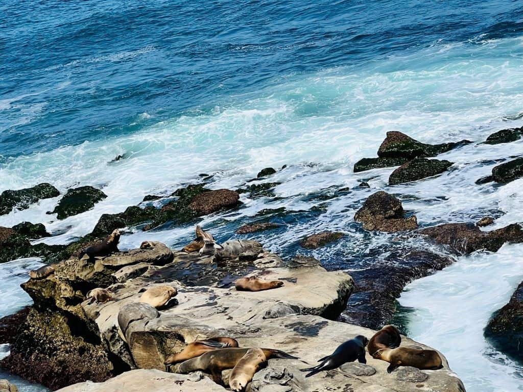 La Jolla Snorkeling