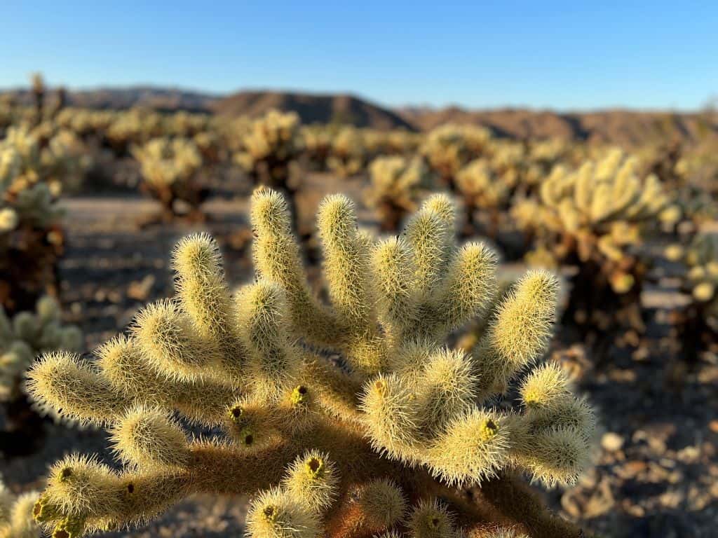 best time to visit california palm springs joshua tree national park